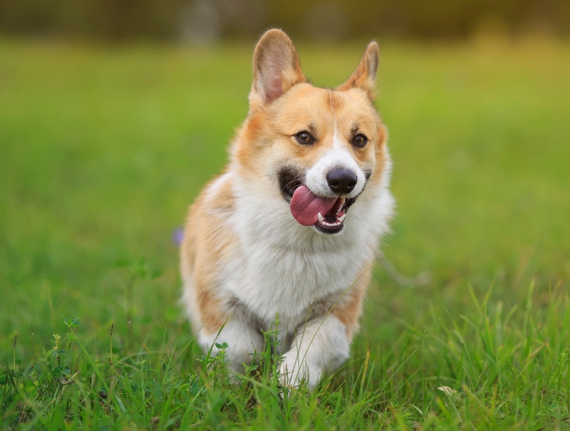 Golden Pet Hospital